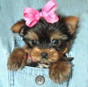 honden foto honden foto van Jolanda van der Wiel