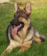 honden foto van bianca