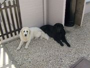 honden foto van christa