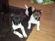 honden foto van Jaimie