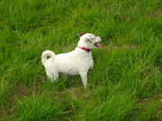 honden foto van  alie vd werff