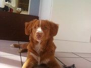 honden foto van michiel