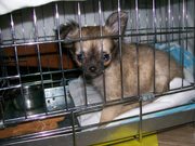 honden foto van romy