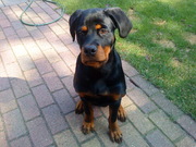 honden foto van Erik-Jan Bosch