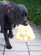 honden foto van Jasmijn