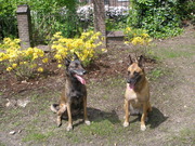 honden foto van emma
