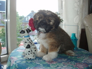 honden foto van corrie en ger