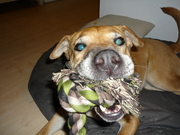 honden foto honden foto van Lenneke