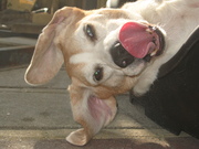 honden foto van Familie Wiersma