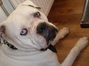 honden foto van Mariska