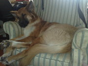 honden foto van catmama