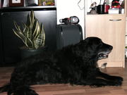 honden foto van sita