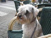 honden foto van Helga van Ooijen