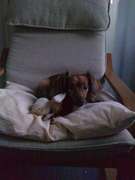 honden foto honden foto van kiki en bisou