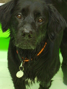 honden foto van Esther