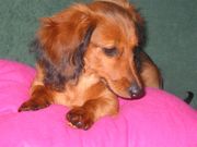 honden foto van anne v laarhoven