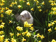 honden foto honden foto van jolanda