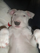 honden foto van jack