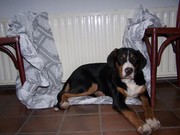 honden foto van Esther Reumkens