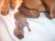 honden foto van Yvette Brinkman