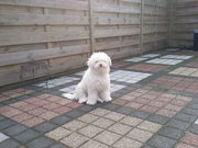 honden foto van The Wilsons