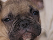 honden foto van Albertje