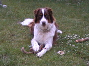 honden foto van Ingrid