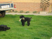 honden foto van Gre Witbraad