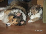 honden foto van Rita