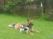 honden foto van colinda bogert
