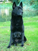 honden foto van Caroline