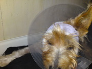 honden foto van natalie 