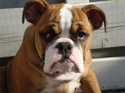 honden foto van Lisa