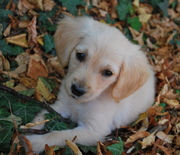 honden foto van Evelyne Knottnerus