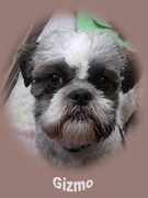 honden foto van gizmo