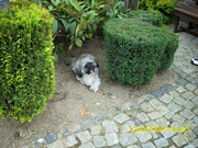 honden foto van astrid steskens