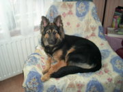 honden foto van marjan