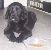 honden foto van berthie gerrits