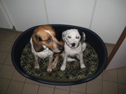 honden foto van michelle 