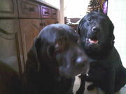 honden foto van leandra