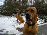 honden foto van Samanta