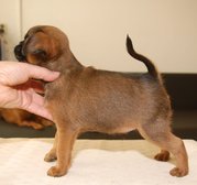 honden foto van lyda