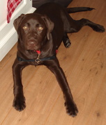 honden foto van Rachel