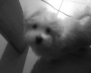 honden foto van Cardinaels Annick