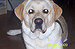 honden foto van katja