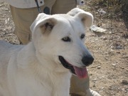 honden foto van connie