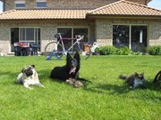 honden foto van nesseke  s