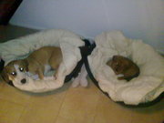 honden foto van Janneke Romp