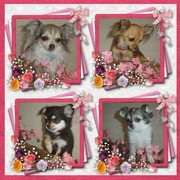 honden foto van Tanja en de chikes 