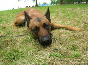 honden foto van juliette